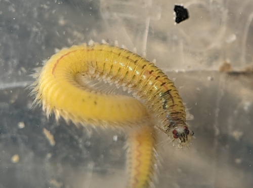 Nereis latescens