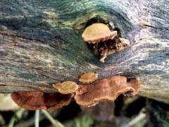 Gloeophyllum striatum