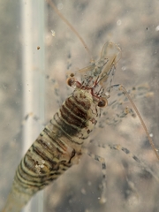 Heptacarpus pugettensis