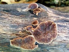 Gloeophyllum striatum