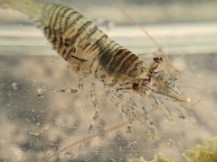 Heptacarpus pugettensis