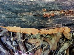 Gloeophyllum striatum