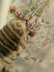 Heptacarpus pugettensis