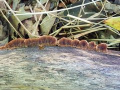 Gloeophyllum striatum