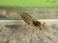 Heptacarpus pugettensis