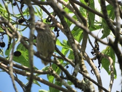 Platyspiza crassirostris