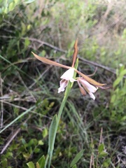Cleistesiopsis