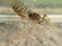 Heptacarpus pugettensis