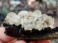 Entoloma parasiticum