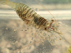 Heptacarpus pugettensis