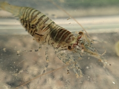 Heptacarpus pugettensis