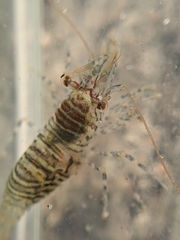 Heptacarpus pugettensis