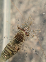 Heptacarpus pugettensis