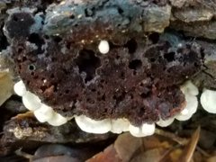 Entoloma parasiticum