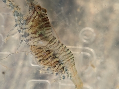 Heptacarpus pugettensis