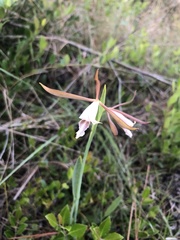 Cleistesiopsis