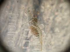 Heptacarpus pugettensis