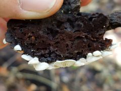 Entoloma parasiticum