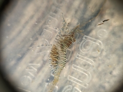 Heptacarpus pugettensis