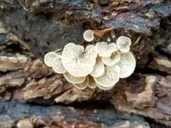 Entoloma parasiticum