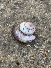 Calliostoma tricolor
