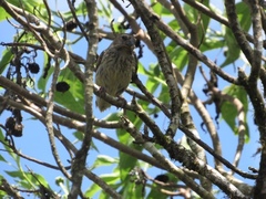 Platyspiza crassirostris