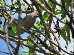 Platyspiza crassirostris