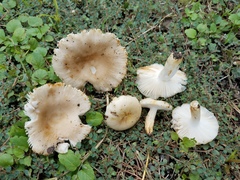Russula pulverulenta