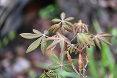 Aesculus pavia image