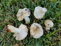 Russula pulverulenta