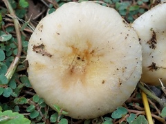Russula pulverulenta