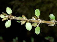 Coprosma depressa