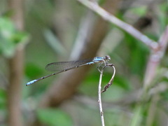 Acanthagrion quadratum