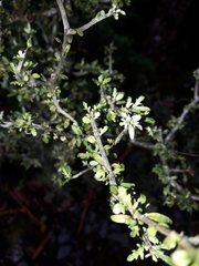 Pittosporum divaricatum