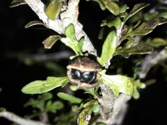 Pittosporum divaricatum