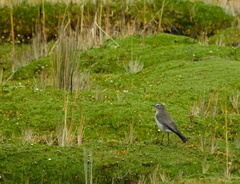 Muscisaxicola alpinus