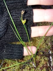 Juncus novae-zelandiae