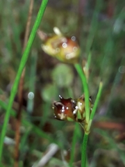 Juncus novae-zelandiae