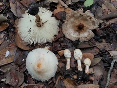 Chlorophyllum hortense
