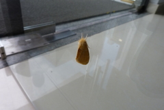 Lepidoptera