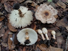 Chlorophyllum hortense