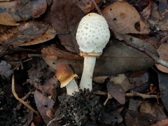 Chlorophyllum hortense