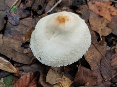 Chlorophyllum hortense