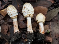 Chlorophyllum hortense
