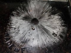 Chlorophyllum hortense