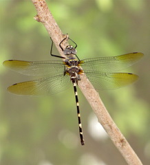 Macromia annulata