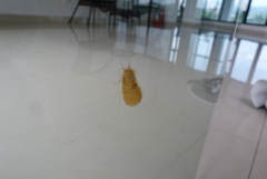 Lepidoptera