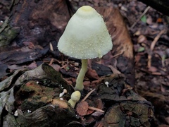 Leucocoprinus straminellus