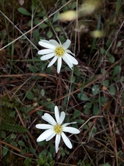 Celmisia glandulosa