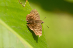 Pellicia dimidiata